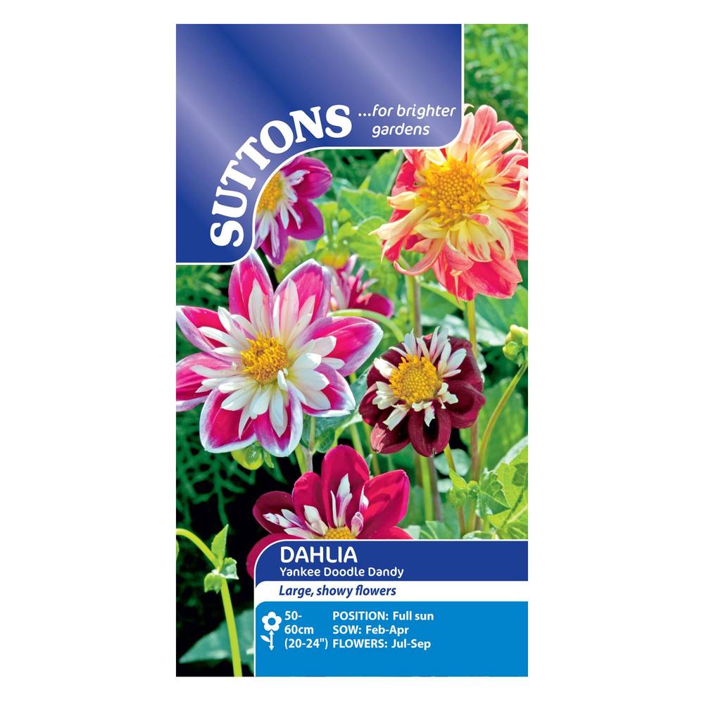 Suttons Dahlia Yankee Doodle Dandy