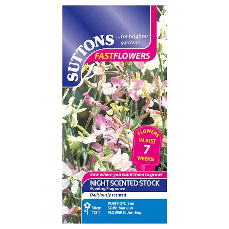 Seeds Suttons Night Scented Stock Evening Fragran