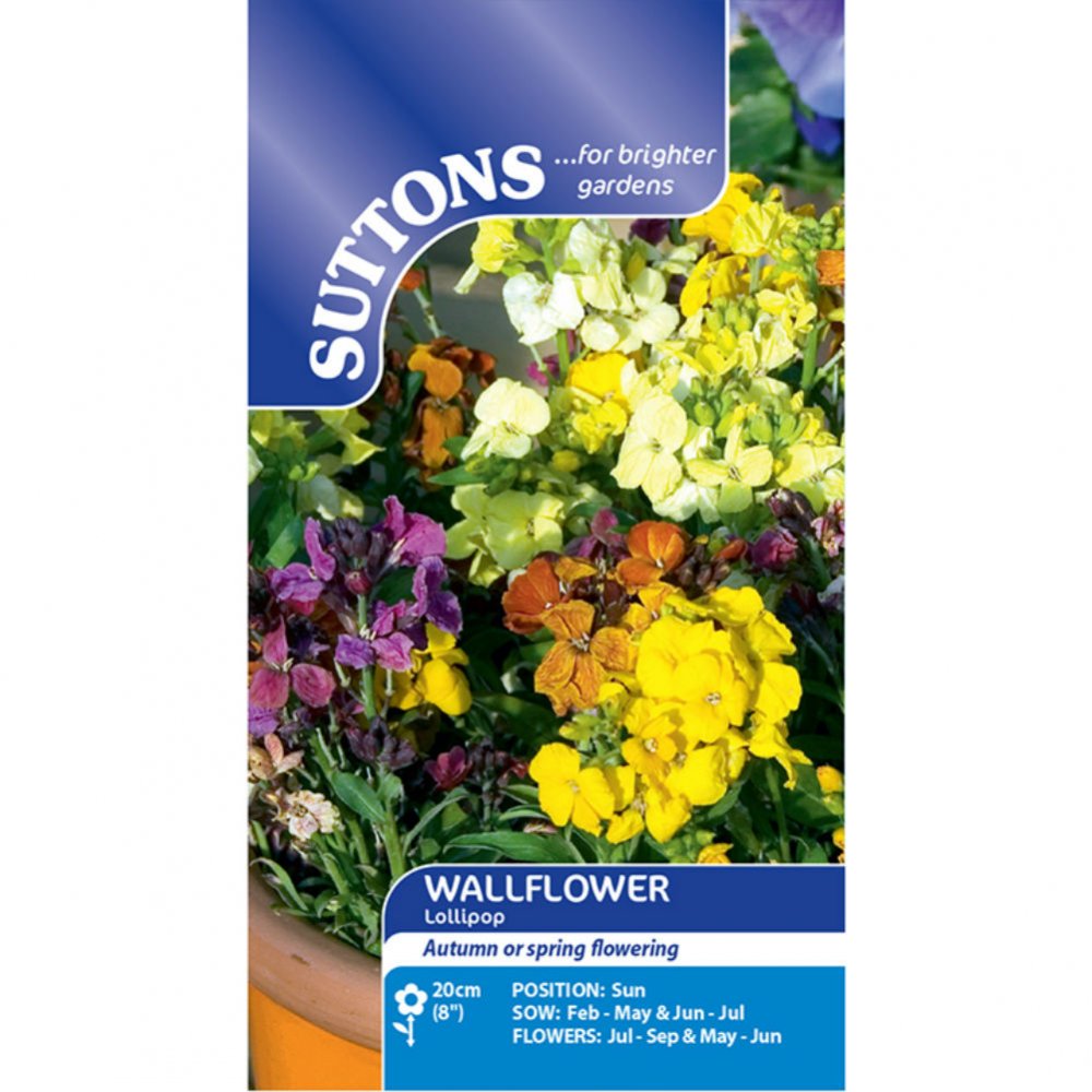Suttons Wallflower Lollipop