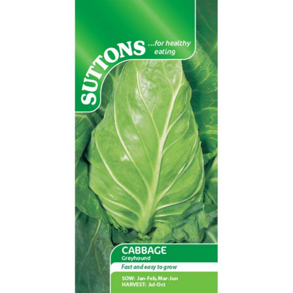 Suttons Cabbage Greyhound