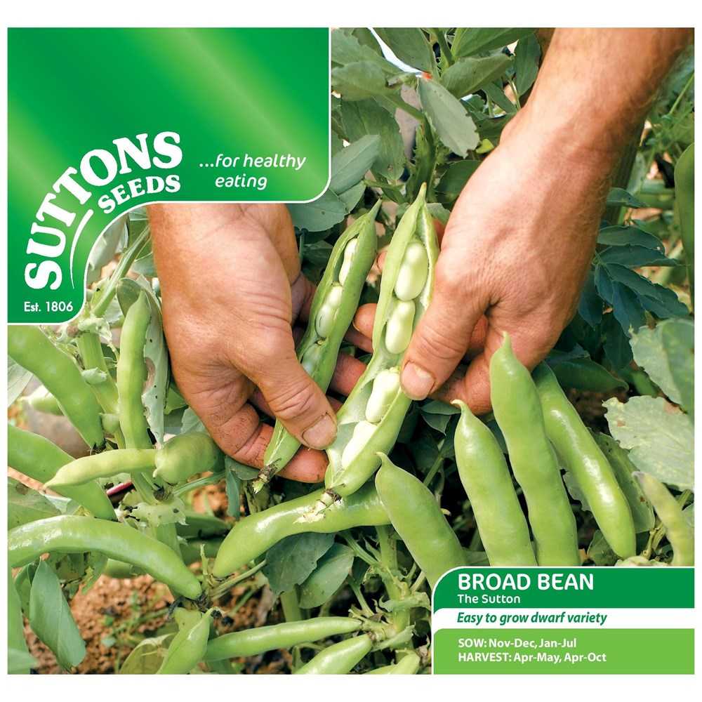 Suttons Broad Bean The Sutton (Dwarf)