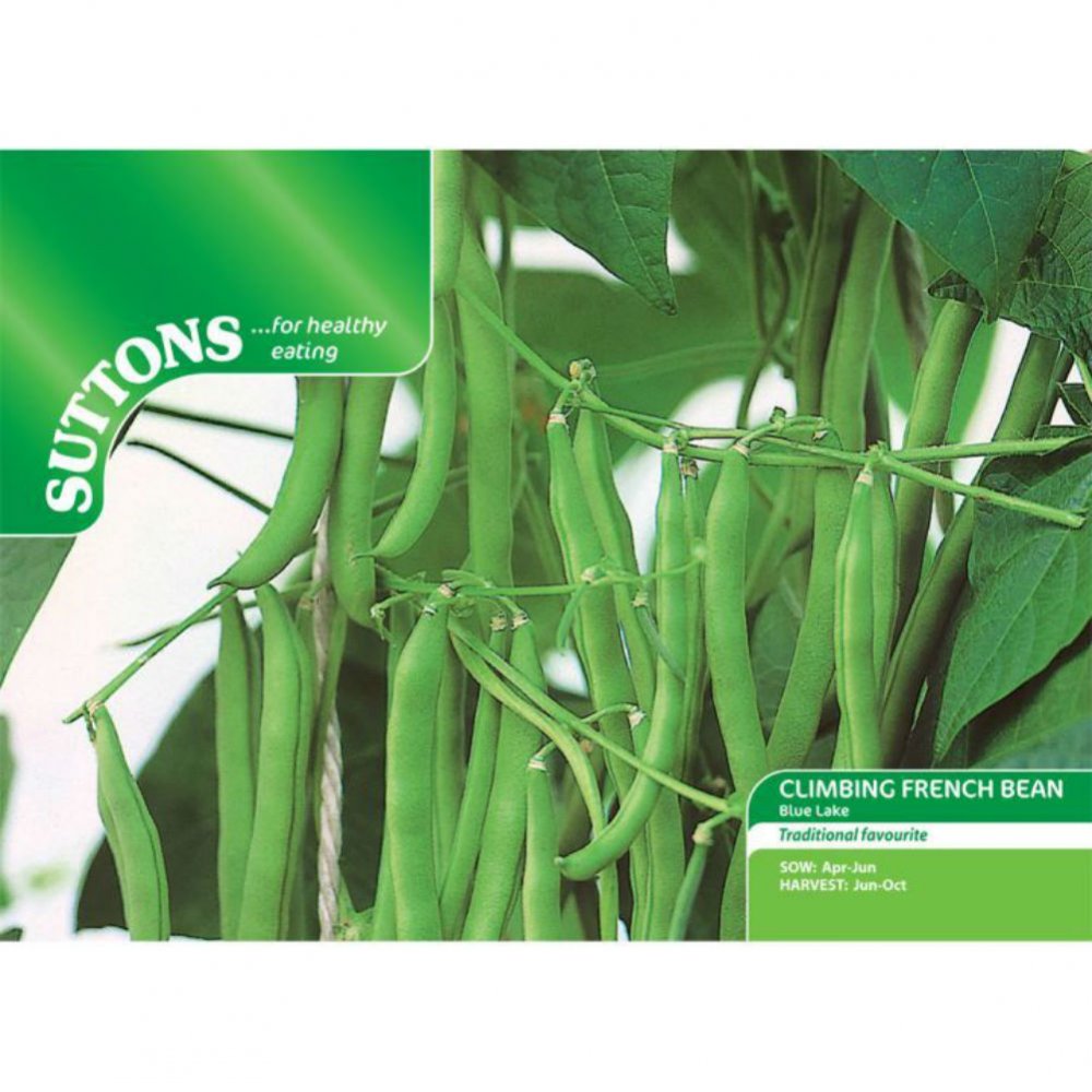 Suttons Climbing French Bean Blue Lake